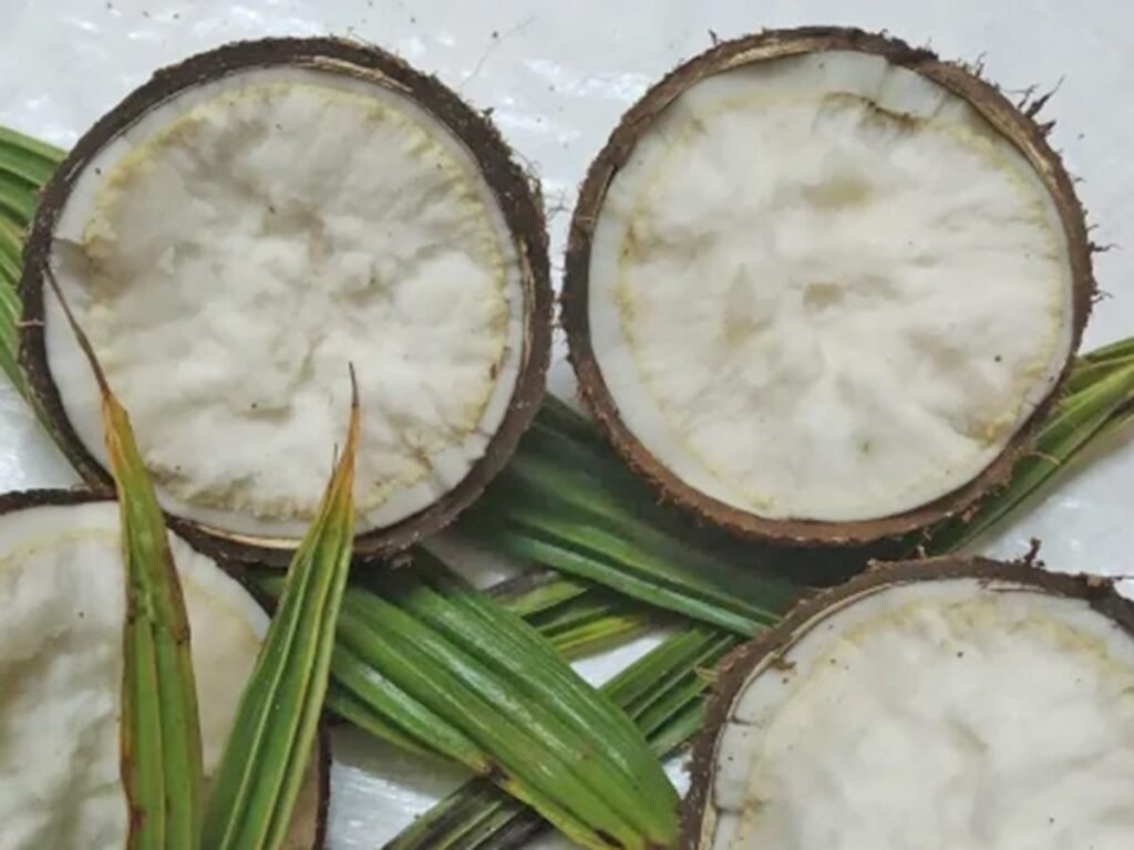 Sprouted Coconuts cut in half