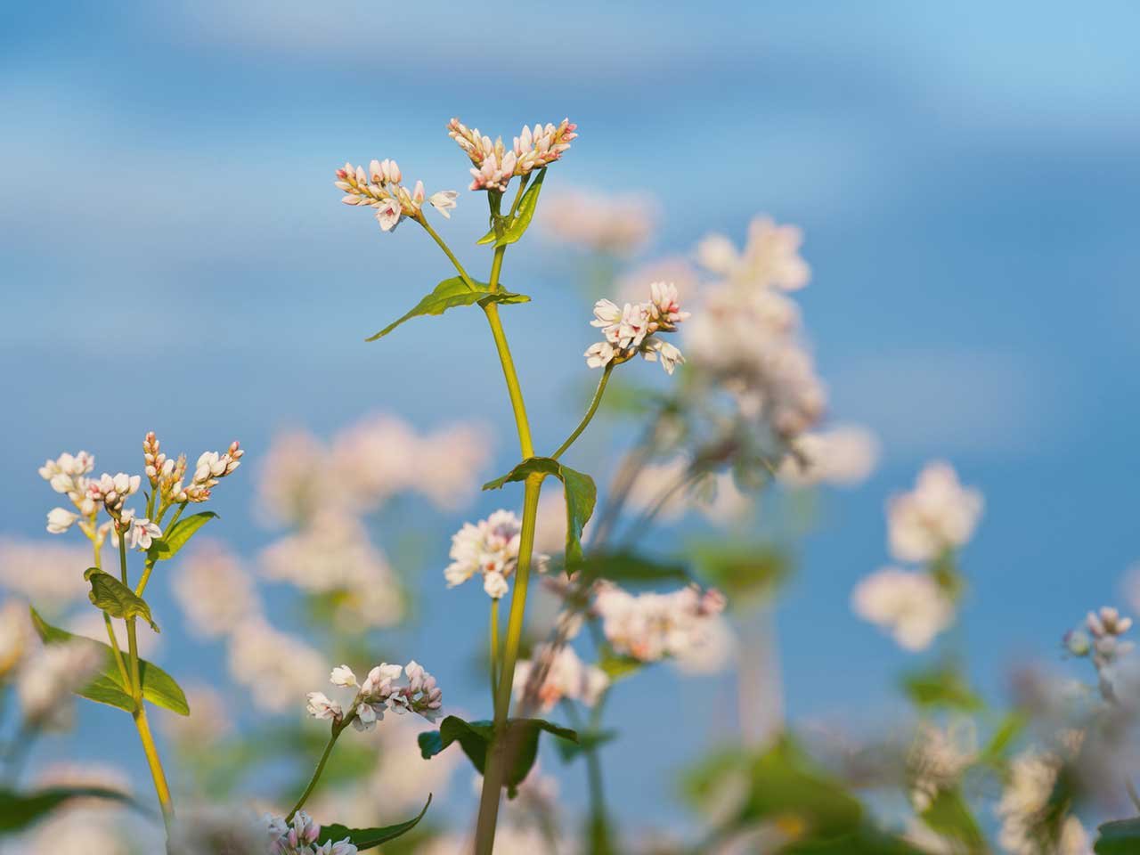 Buckwheat plant